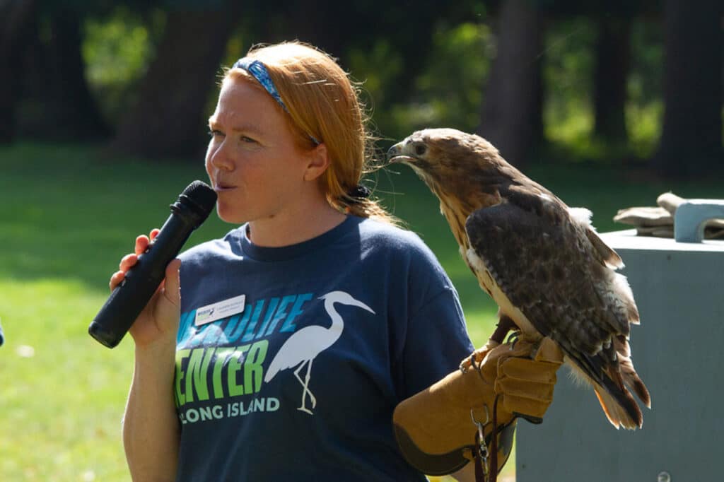 Raptor Presentation Red Tail Hawk