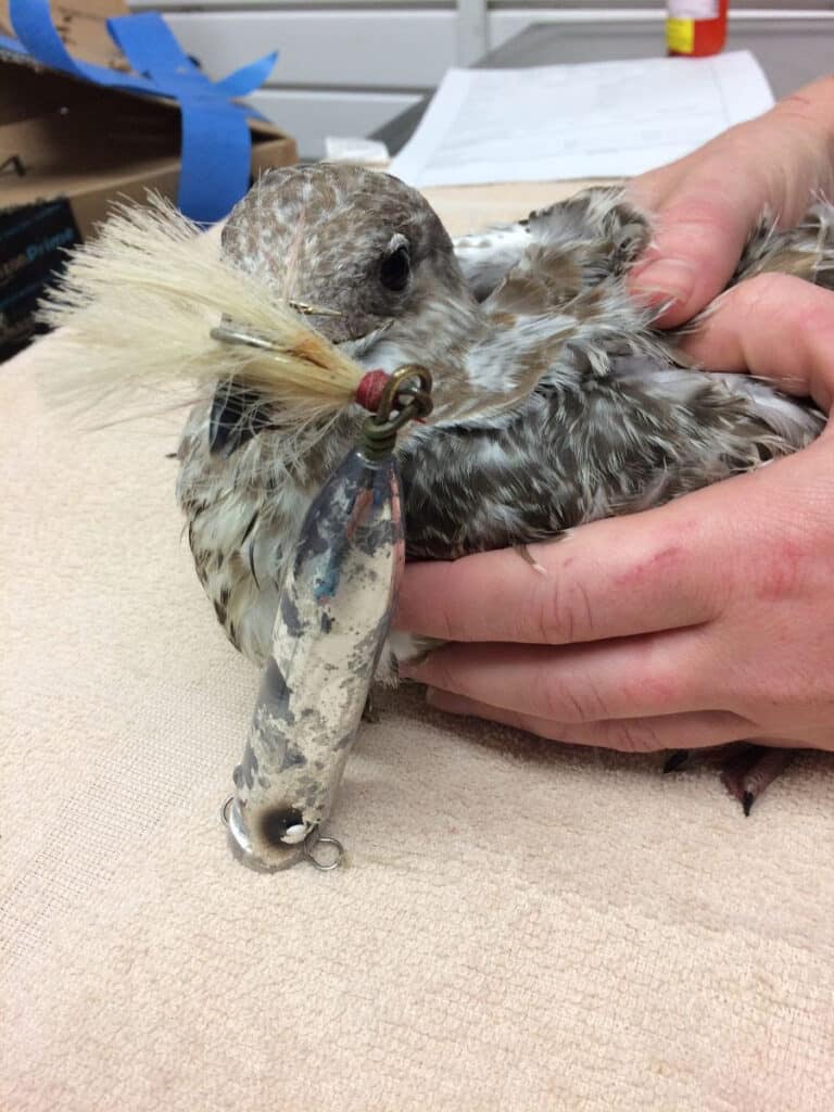 Ring Billed Gull Rescue 1