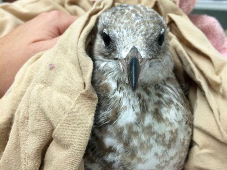 Ring Billed Gull Rescue 3