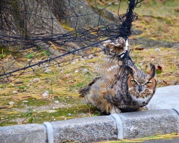 Wildlife Rescue Volunteers Wcli