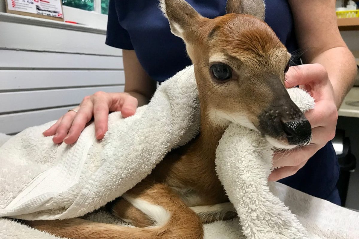 Baby Deer Rescue- Wildlife Center Of Long Island