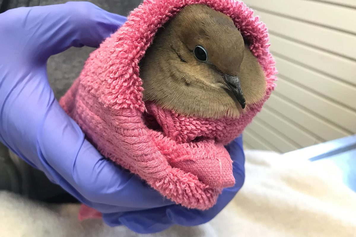 Pigeon Rescue - Wildlife Center Of Long Island