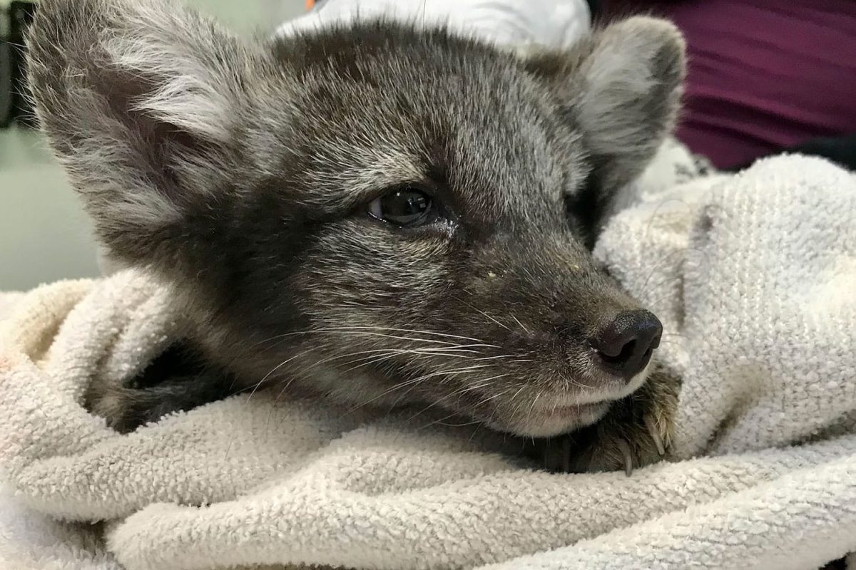 Fox Rescue - Wildlife Center Of Long Island