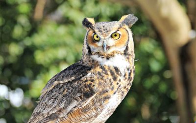 Marcus Great Horned Owl