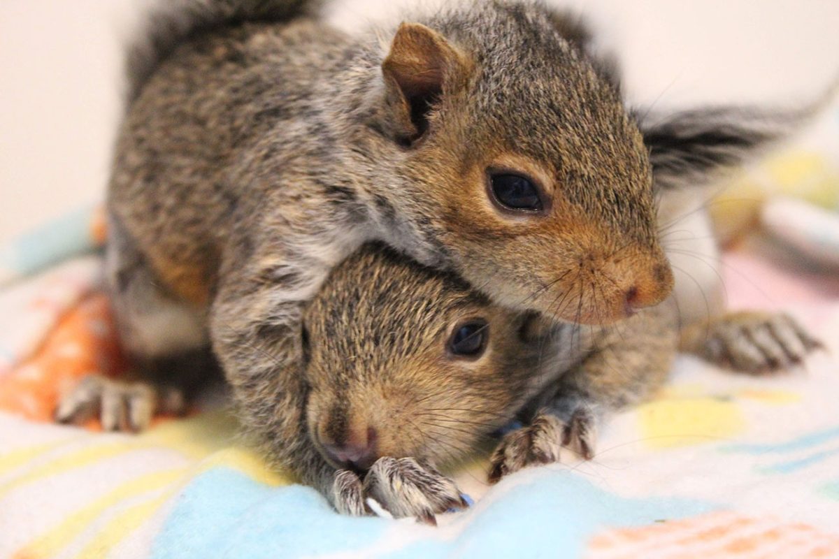 Baby Squirrel Rescue - Wildlife Center Of Long Island